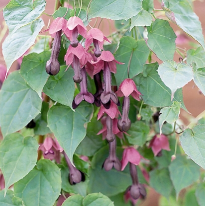Picture of Rhodochiton Atrosanguinium - Purple Bells